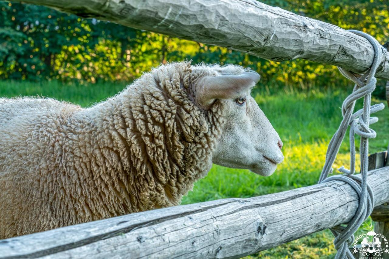 Agroturystyka Corno Owca Zabnica エクステリア 写真