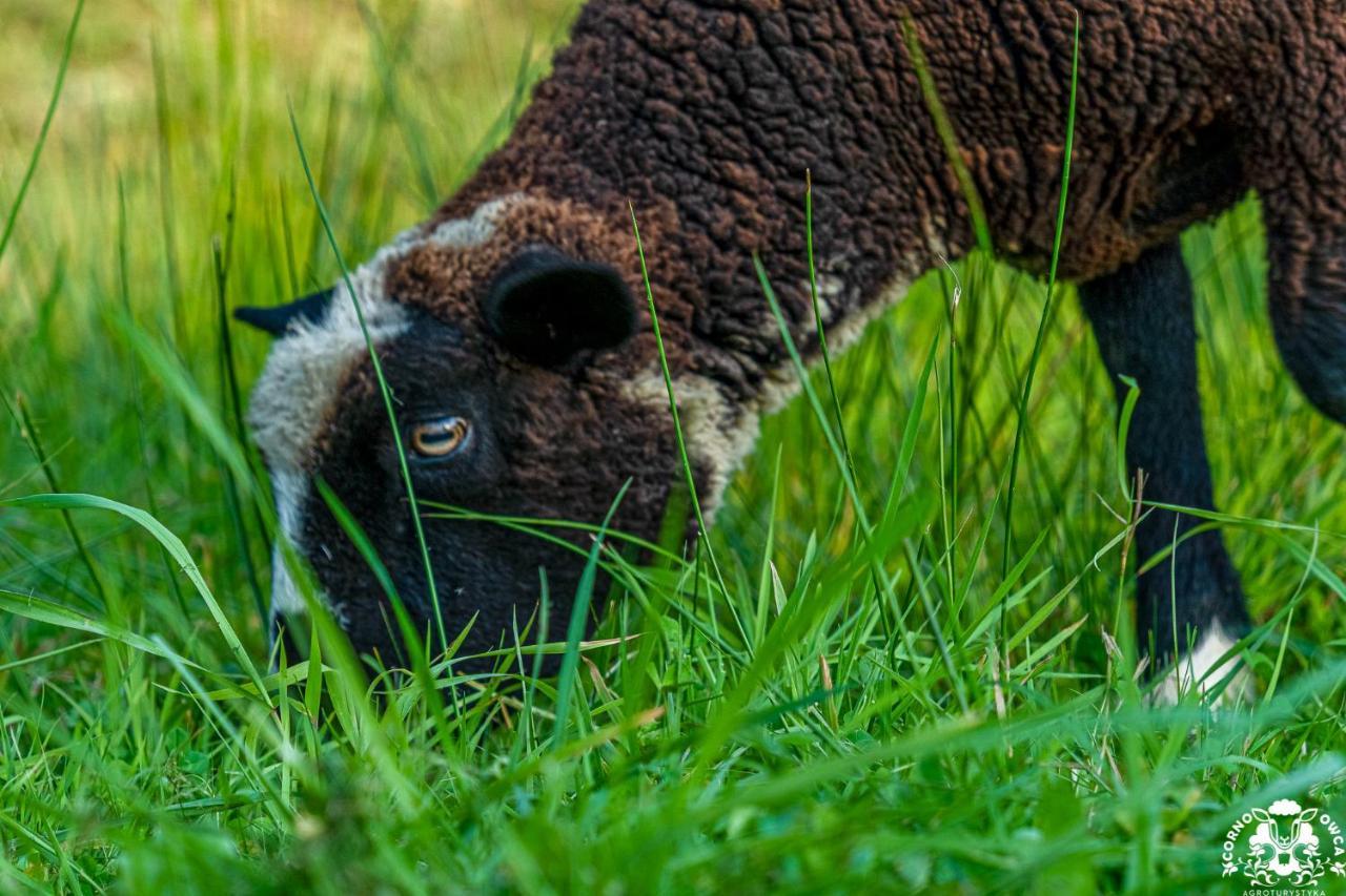 Agroturystyka Corno Owca Zabnica エクステリア 写真